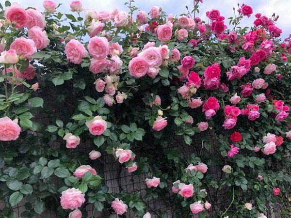1234+ ảnh hoa hồng đẹp lãng mạn nhất không thể nào bỏ lỡ