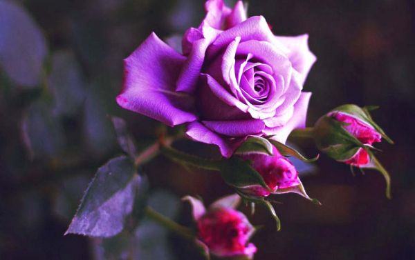1234+ ảnh hoa hồng đẹp lãng mạn nhất không thể nào bỏ lỡ