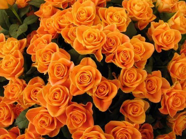 999+ hình ảnh hoa đẹp cho hàng triệu phụ nữ