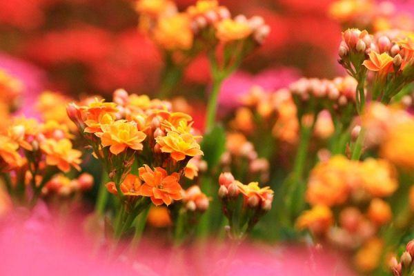 999+ hình ảnh hoa đẹp dành cho hàng triệu chị em phụ nữ