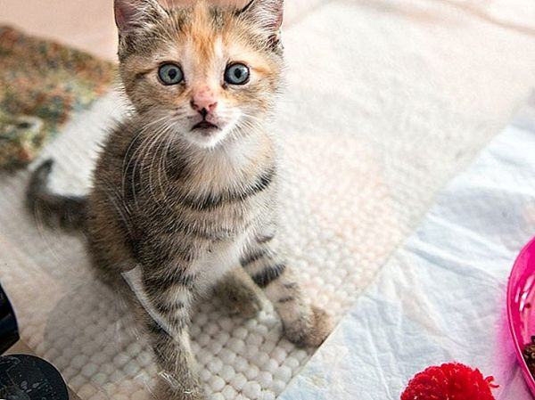 Gửi hơn 1000 hình ảnh con mèo dễ thương և dễ thương đến độc giả