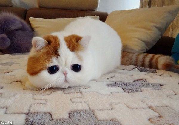 Gửi tặng 1000+ hình ảnh mèo dễ thương và đáng yêu nhất đến bạn đọc
