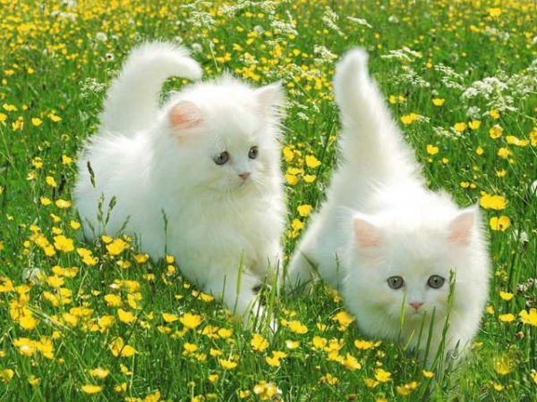Gửi hơn 1000 hình ảnh con mèo dễ thương և dễ thương đến độc giả
