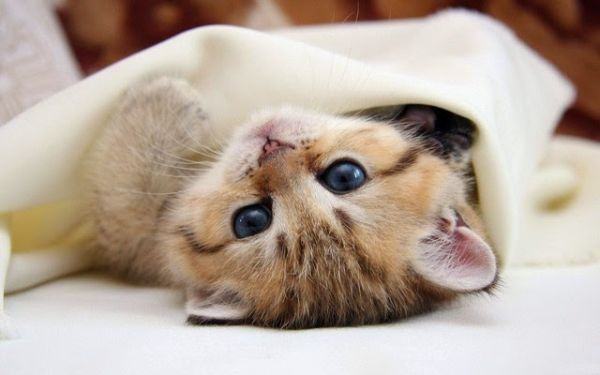 Gửi tặng 1000+ hình ảnh mèo dễ thương và đáng yêu nhất đến bạn đọc