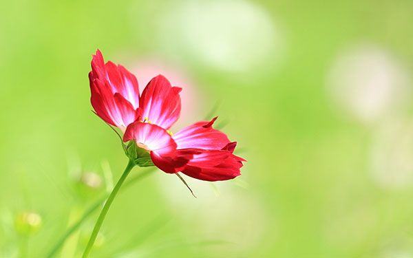 Hình ảnh hoa sen đẹp và tinh khiết nhất cho bạn đọc