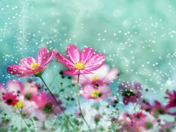 1000+ hình nền hoa đẹp chuẩn 4k HD gửi tặng bạn đọc