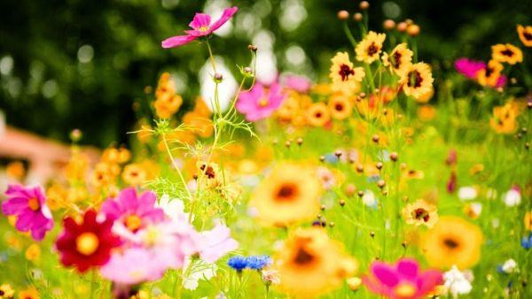 1000+ hình nền hoa đẹp chuẩn 4k HD gửi tặng bạn đọc