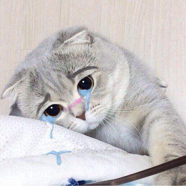 Ảnh mèo cute buồn khóc