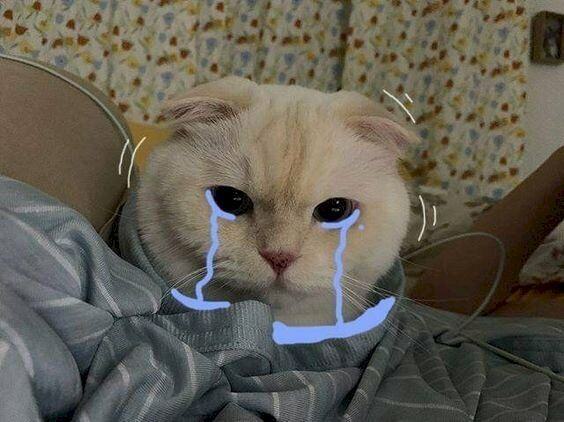 Ảnh mèo cute buồn khóc
