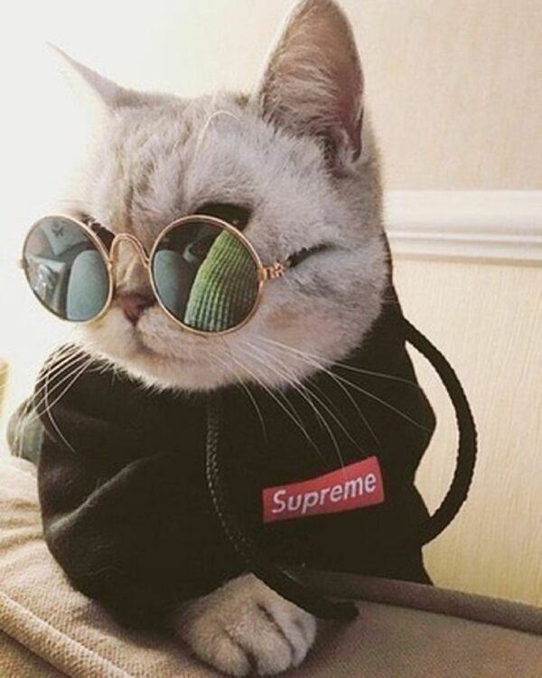 Hình ảnh mèo cute siêu ngầu